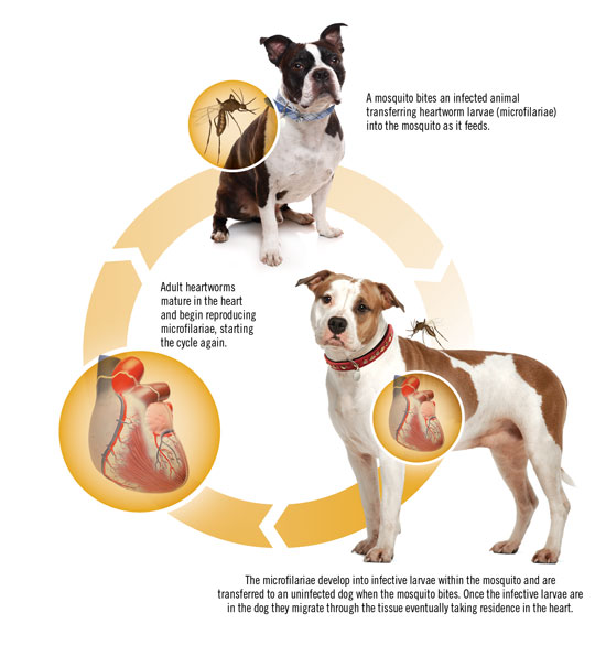 Heartworm life cycle
