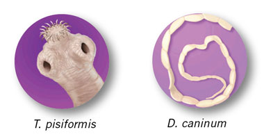tapeworms