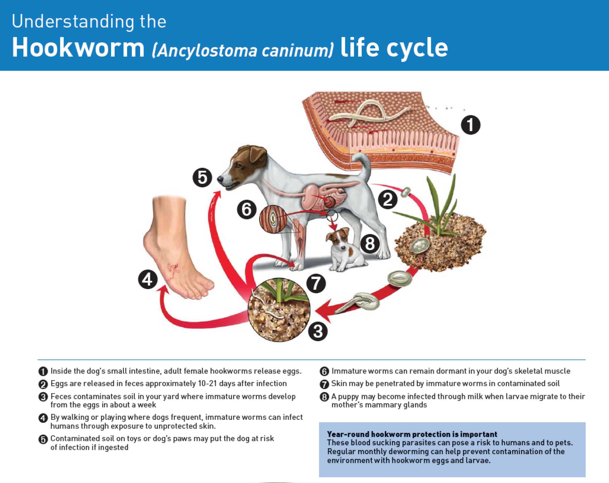 Hookworm lifecycle