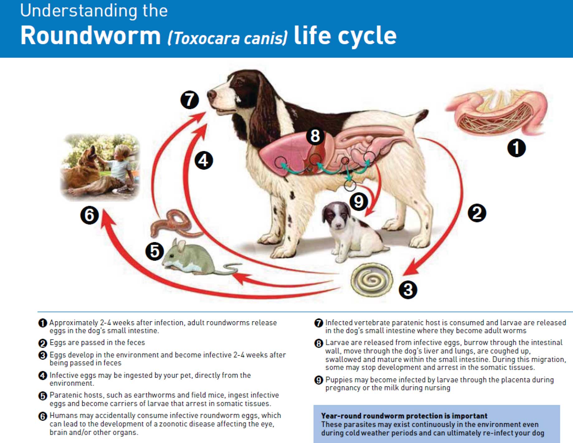 Roundworm lifecycle