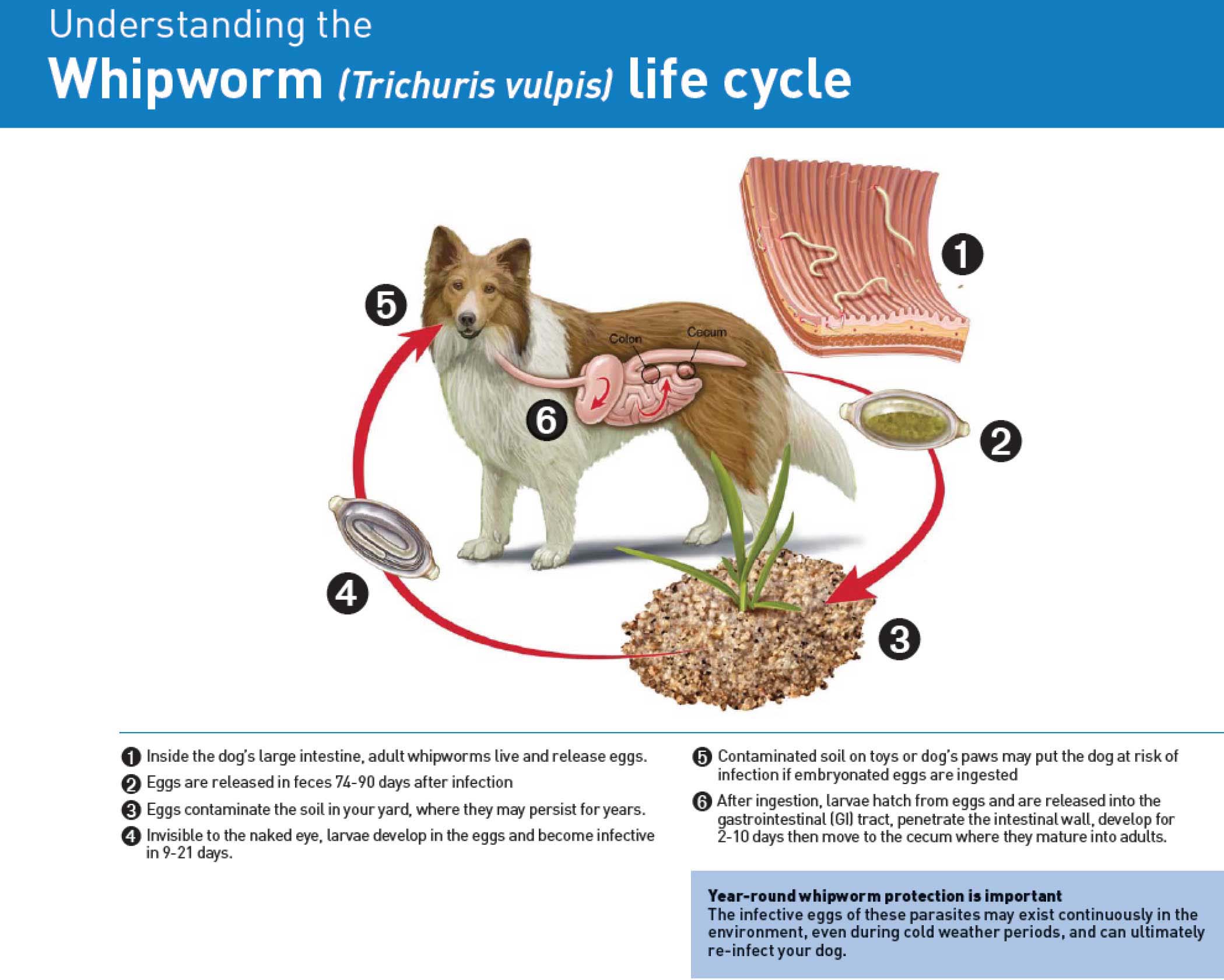 Whipworm lifecycle
